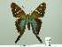  ( - HESP-EB 02421)  @13 [ ] Copyright (2010) Ernst Brockmann Research Collection of Ernst Brockmann