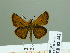  ( - HESP-EB 02442)  @13 [ ] Copyright (2010) Ernst Brockmann Research Collection of Ernst Brockmann