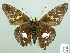  ( - HESP-EB 02450)  @14 [ ] Copyright (2010) Ernst Brockmann Research Collection of Ernst Brockmann