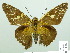  ( - HESP-EB 02450)  @14 [ ] Copyright (2010) Ernst Brockmann Research Collection of Ernst Brockmann