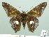  ( - HESP-EB 02451)  @14 [ ] Copyright (2010) Ernst Brockmann Research Collection of Ernst Brockmann