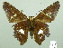  ( - HESP-EB 02457)  @14 [ ] Copyright (2010) Ernst Brockmann Research Collection of Ernst Brockmann