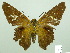  ( - HESP-EB 02457)  @14 [ ] Copyright (2010) Ernst Brockmann Research Collection of Ernst Brockmann