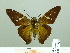  ( - HESP-EB 02468)  @14 [ ] Copyright (2010) Ernst Brockmann Research Collection of Ernst Brockmann