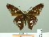  ( - HESP-EB 02470)  @14 [ ] Copyright (2010) Ernst Brockmann Research Collection of Ernst Brockmann