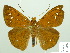  (Salatis salatis - HESP-EB 02494)  @14 [ ] Copyright (2010) Ernst Brockmann Research Collection of Ernst Brockmann
