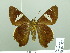  (Cephise cephise - HESP-EB 02579)  @11 [ ] Copyright (2010) Ernst Brockmann Research Collection of Ernst Brockmann