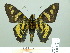  ( - HESP-EB 02587)  @13 [ ] Copyright (2010) Ernst Brockmann Research Collection of Ernst Brockmann