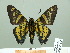 ( - HESP-EB 02588)  @13 [ ] Copyright (2010) Ernst Brockmann Research Collection of Ernst Brockmann