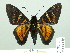  (Mimardaris porus - HESP-EB 02589)  @15 [ ] Copyright (2010) Ernst Brockmann Research Collection of Ernst Brockmann