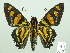  (Mimardaris sela - HESP-EB 02592)  @15 [ ] Copyright (2010) Ernst Brockmann Research Collection of Ernst Brockmann