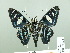  ( - HESP-EB 02 624)  @14 [ ] Copyright (2012) Ersnt Brockmann Research Collection of Ernst Brockmann