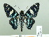  ( - HESP-EB 02 624)  @14 [ ] Copyright (2012) Ersnt Brockmann Research Collection of Ernst Brockmann