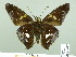 ( - HESP-EB 02 627)  @14 [ ] Copyright (2012) Ersnt Brockmann Research Collection of Ernst Brockmann