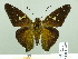  ( - HESP-EB 02 627)  @14 [ ] Copyright (2012) Ersnt Brockmann Research Collection of Ernst Brockmann