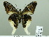  ( - HESP-EB 02 684)  @14 [ ] Copyright (2012) Ersnt Brockmann Research Collection of Ernst Brockmann