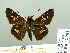  (Thespieus tapayuna - HESP-EB 02 701)  @13 [ ] Copyright (2012) Ersnt Brockmann Research Collection of Ernst Brockmann