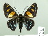  (Mimoniades - HESP-EB 02 704)  @15 [ ] Copyright (2012) Ersnt Brockmann Research Collection of Ernst Brockmann