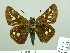  (Thespieus catochra - HESP-EB 02 710)  @13 [ ] Copyright (2012) Ersnt Brockmann Research Collection of Ernst Brockmann
