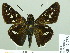  (Thespieus opigena - HESP-EB 02 758)  @13 [ ] Copyright (2012) Ersnt Brockmann Research Collection of Ernst Brockmann