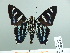  ( - HESP-EB 02 773)  @14 [ ] Copyright (2012) Ersnt Brockmann Research Collection of Ernst Brockmann