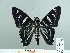  ( - HESP-EB 02 773)  @14 [ ] Copyright (2012) Ersnt Brockmann Research Collection of Ernst Brockmann