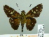  ( - HESP-EB 02 821)  @14 [ ] Copyright (2012) Ersnt Brockmann Research Collection of Ernst Brockmann