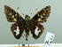  ( - HESP-EB 02 828)  @13 [ ] Copyright (2012) Ersnt Brockmann Research Collection of Ernst Brockmann