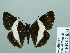  (Potamanaxas sp - HESP-EB 02 833)  @13 [ ] Copyright (2012) Ersnt Brockmann Research Collection of Ernst Brockmann