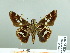  (Thespieus aspernatus - HESP-EB 02 901)  @13 [ ] Copyright (2012) Ersnt Brockmann Research Collection of Ernst Brockmann