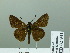  (Mnasilus - HESP-EB 02 931)  @14 [ ] Copyright (2012) Ersnt Brockmann Research Collection of Ernst Brockmann