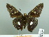  ( - HESP-EB 02 978)  @14 [ ] Copyright (2012) Ersnt Brockmann Research Collection of Ernst Brockmann