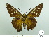  ( - HESP-EB 02 978)  @14 [ ] Copyright (2012) Ersnt Brockmann Research Collection of Ernst Brockmann