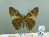  ( - HESP-EB 03 013)  @12 [ ] Copyright (2012) Ersnt Brockmann Research Collection of Ernst Brockmann
