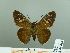  (Cogia hippalus peninsularis - HESP-EB 03 013)  @12 [ ] Copyright (2012) Ersnt Brockmann Research Collection of Ernst Brockmann
