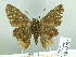  ( - HESP-EB 03 025)  @13 [ ] Copyright (2012) Ersnt Brockmann Research Collection of Ernst Brockmann