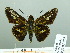  (Thespieus - HESP-EB 03 065)  @14 [ ] Copyright (2012) Ersnt Brockmann Research Collection of Ernst Brockmann
