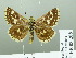  (Spialia irida - HESP-EB 03 208)  @12 [ ] Copyright (2012) Ersnt Brockmann Research Collection of Ernst Brockmann