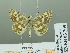 (Spialia fetida - HESP-EB 03 209)  @12 [ ] Copyright (2012) Ersnt Brockmann Research Collection of Ernst Brockmann
