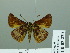  ( - HESP-EB 03 220)  @12 [ ] Copyright (2012) Ersnt Brockmann Research Collection of Ernst Brockmann