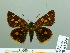  (Dalla epiphaneus - HESP-EB 03 226)  @13 [ ] Copyright (2012) Ersnt Brockmann Research Collection of Ernst Brockmann
