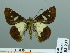  ( - HESP-EB 03 231)  @12 [ ] Copyright (2012) Ersnt Brockmann Research Collection of Ernst Brockmann