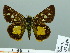  ( - HESP-EB 03 249)  @12 [ ] Copyright (2012) Ersnt Brockmann Research Collection of Ernst Brockmann