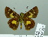  ( - HESP-EB 03 252)  @12 [ ] Copyright (2012) Ersnt Brockmann Research Collection of Ernst Brockmann