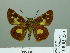  ( - HESP-EB 03 253)  @12 [ ] Copyright (2012) Ersnt Brockmann Research Collection of Ernst Brockmann