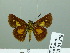  ( - HESP-EB 03 278)  @12 [ ] Copyright (2012) Ersnt Brockmann Research Collection of Ernst Brockmann