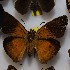  (Augiades vespasius - NPML_Hsp175)  @11 [ ] Copyright (2025) Nino Page Unspecified