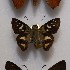 (Drephalys olvina - NPML_Hsp198)  @11 [ ] Copyright (2025) Nino Page Unspecified