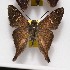  (Cogia galbula - NPML_Hsp274)  @11 [ ] Copyright (2025) Nino Page Unspecified