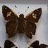  (Cephise malesedis - NPML_Hsp370)  @11 [ ] Copyright (2025) Nino Page Unspecified